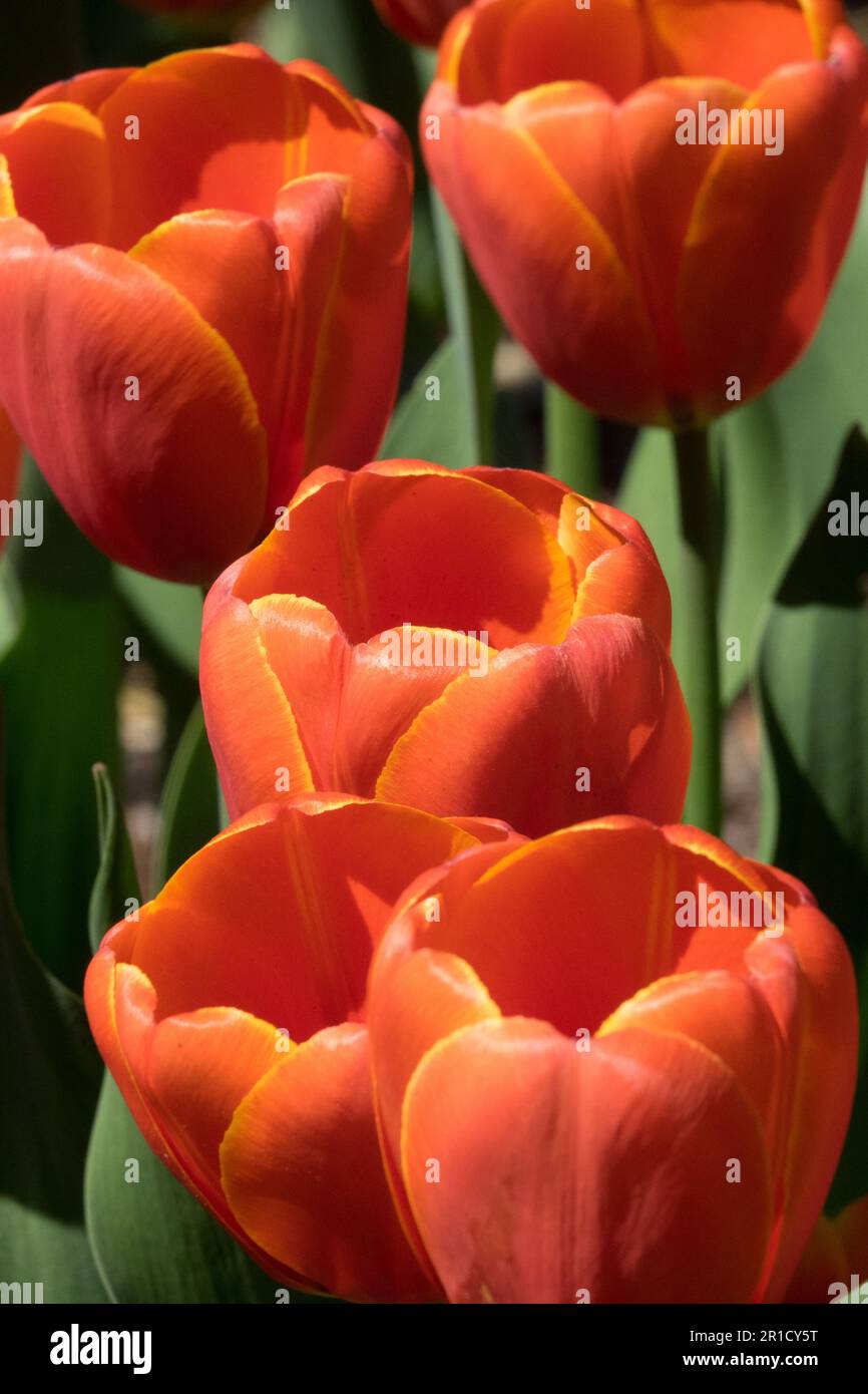 Tulipe 'Abra', orange, tulipes, tulipe, fleurs, Floraison Banque D'Images