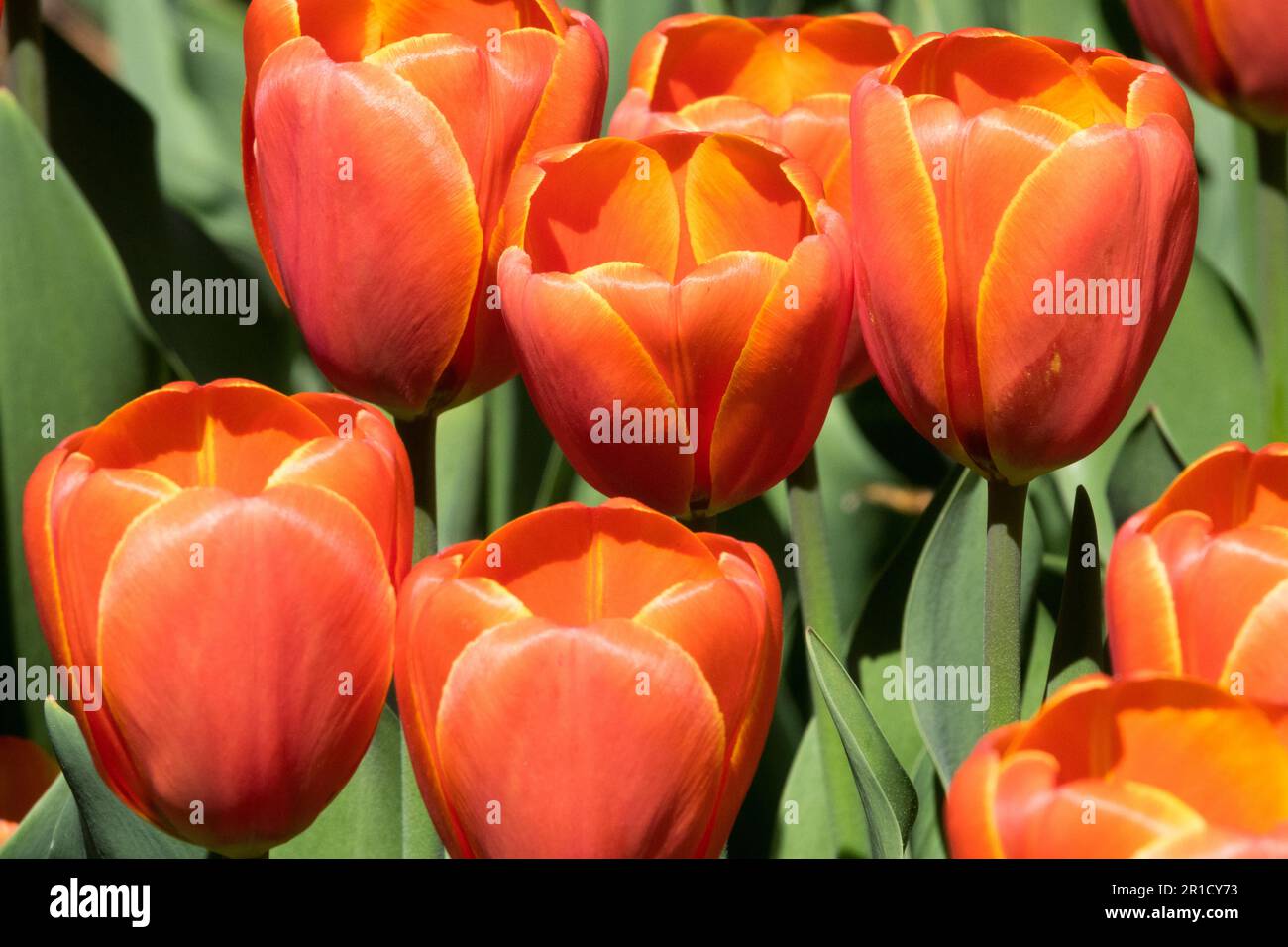 Tulipe 'Abra' Tulipa, pétales de tulipes orange Banque D'Images