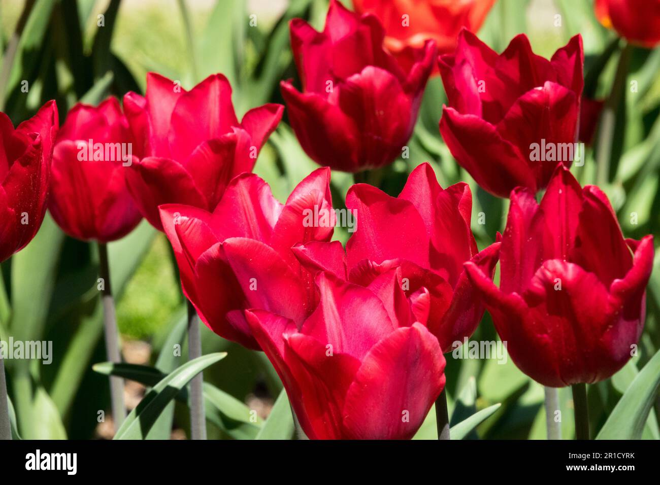 Triumph, Groupe, Red Tulips Garden Tulip 'Hesima' Tulipa Banque D'Images