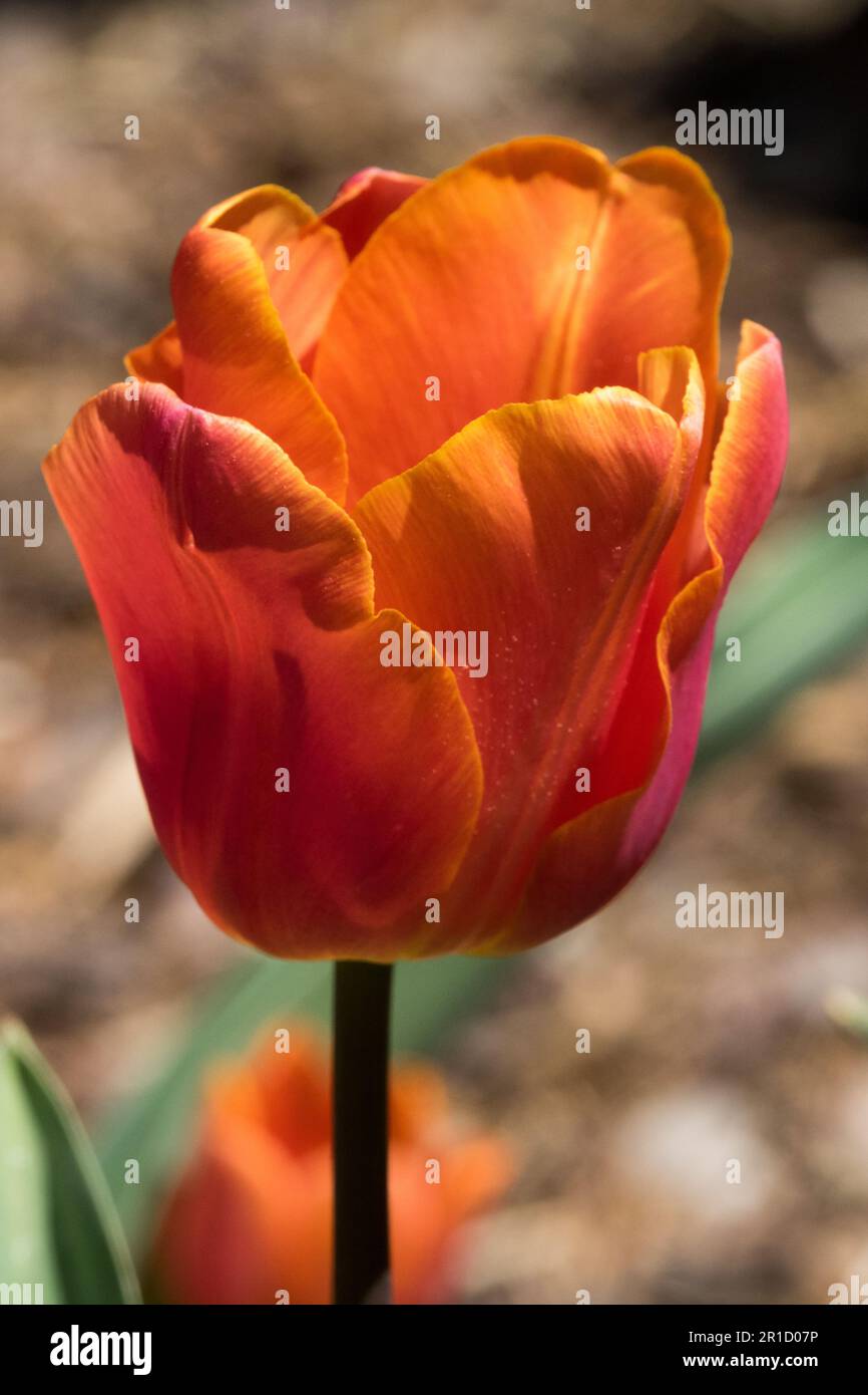 Tulipe « Charade », portrait de fleur orange Banque D'Images