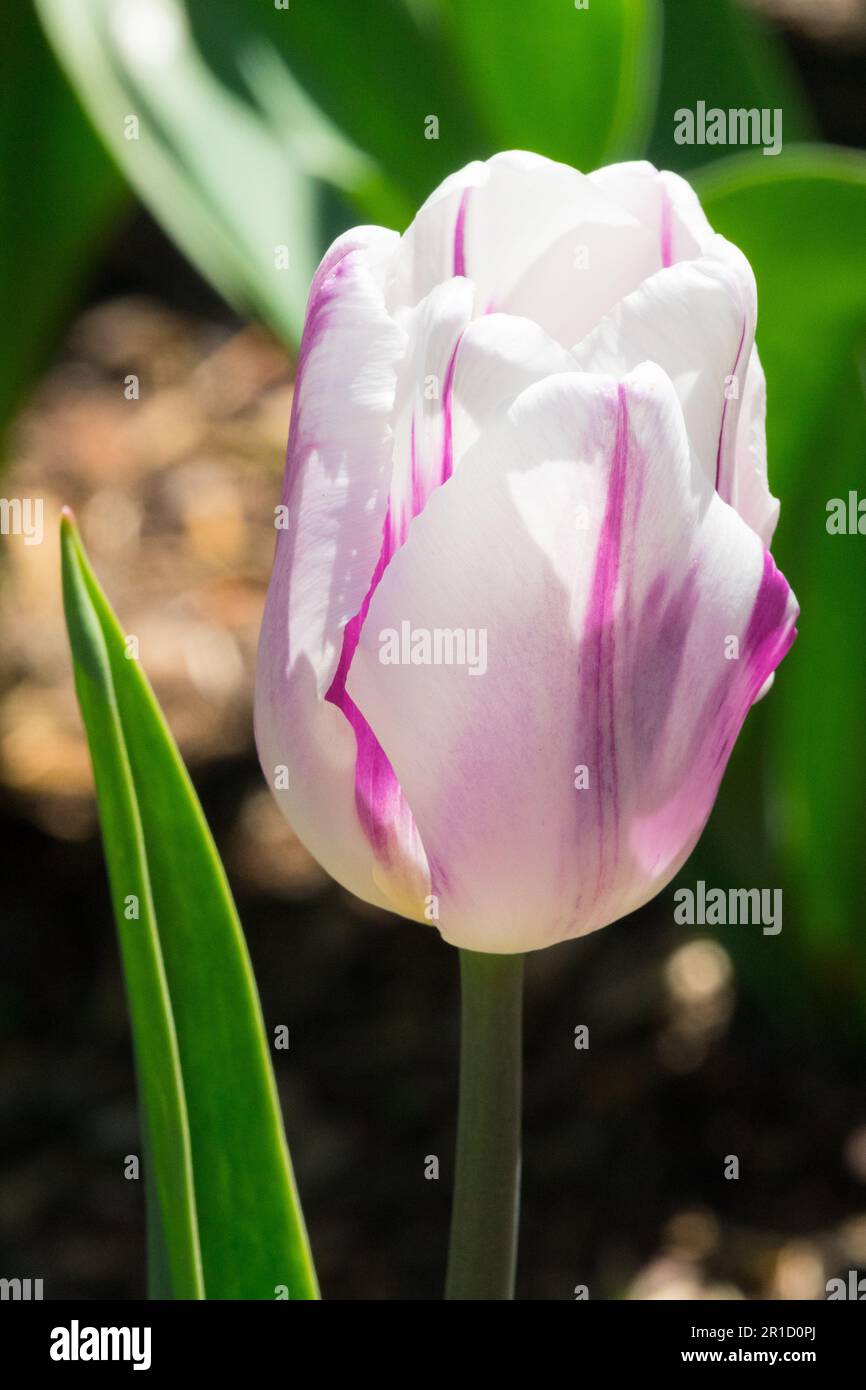 Tulipa Helmar, jaune rouge, tulipe Banque D'Images