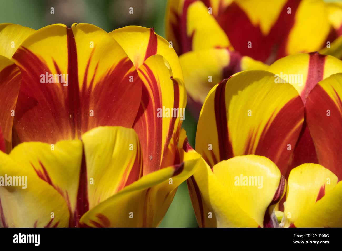 Tulipe 'Helmar' Tulipa Rouge jaune, pétales, tulipes Banque D'Images