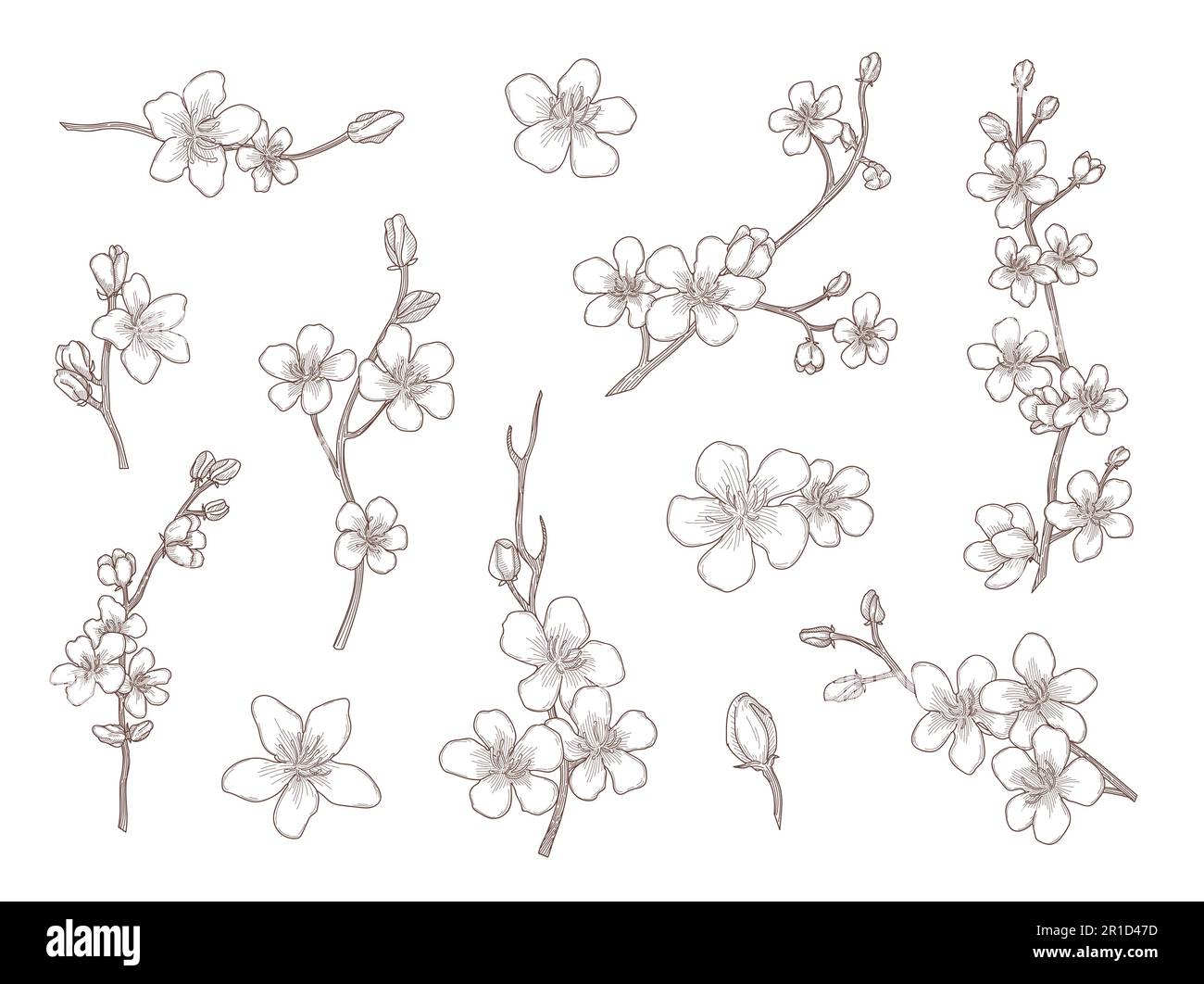 Jeu d'illustrations vectorielles Sakura fleurs dessinées à la main Illustration de Vecteur