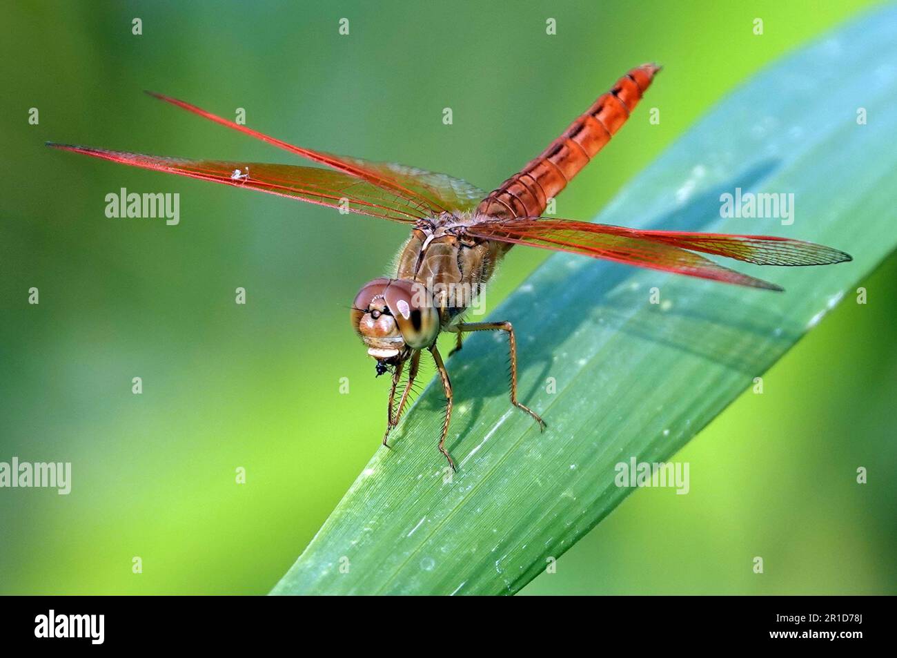 Un gros plan de Brachythemis contaminata, un bijou de fossé libellule sur une feuille verte. Banque D'Images