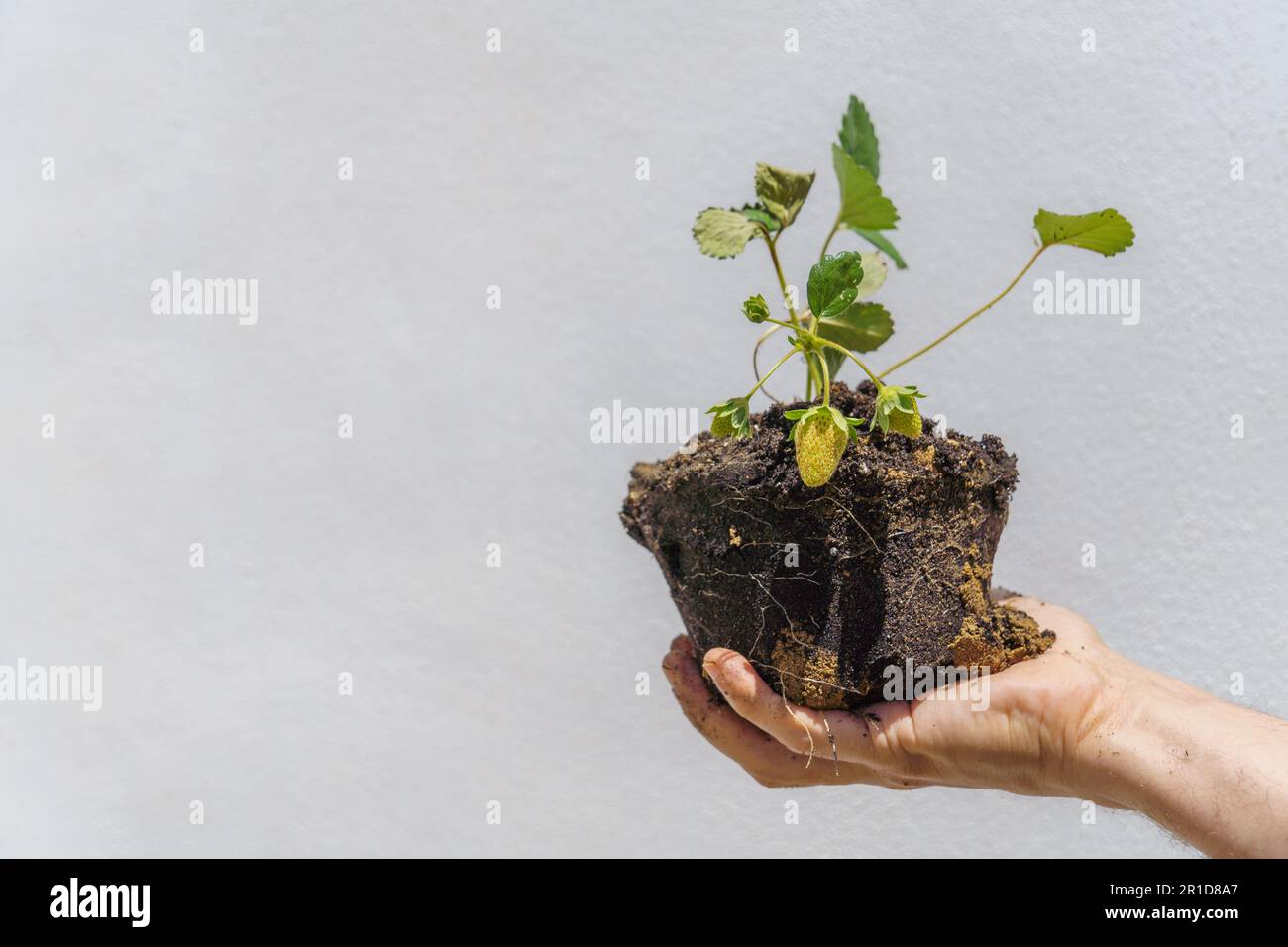 main de l'homme tenant une plante de fraise avec des racines isolées sur fond blanc et l'espace de copie Banque D'Images