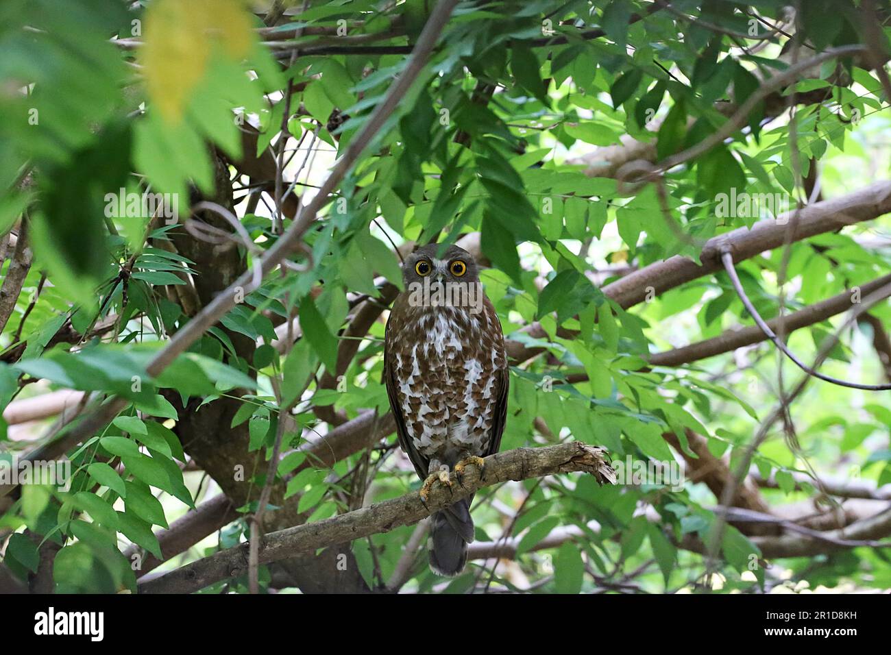 Oiseau le moins préoccupant Brown Hawk-Owl ou Ninox scutulata en Thaïlande Banque D'Images