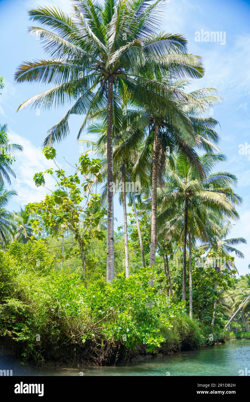 Croisière sur la belle et calme rivière avec des arbres à Kali Cokel, Pacitan, Indonésie. Photographie de la nature et de la faune. Banque D'Images