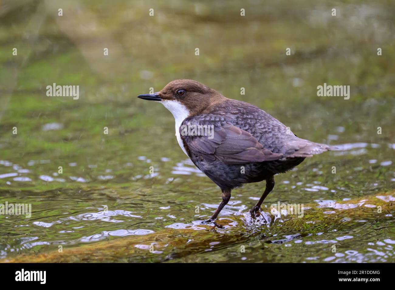 Balancier, Cinclus, perché sur un rocher dans une rivière. Banque D'Images