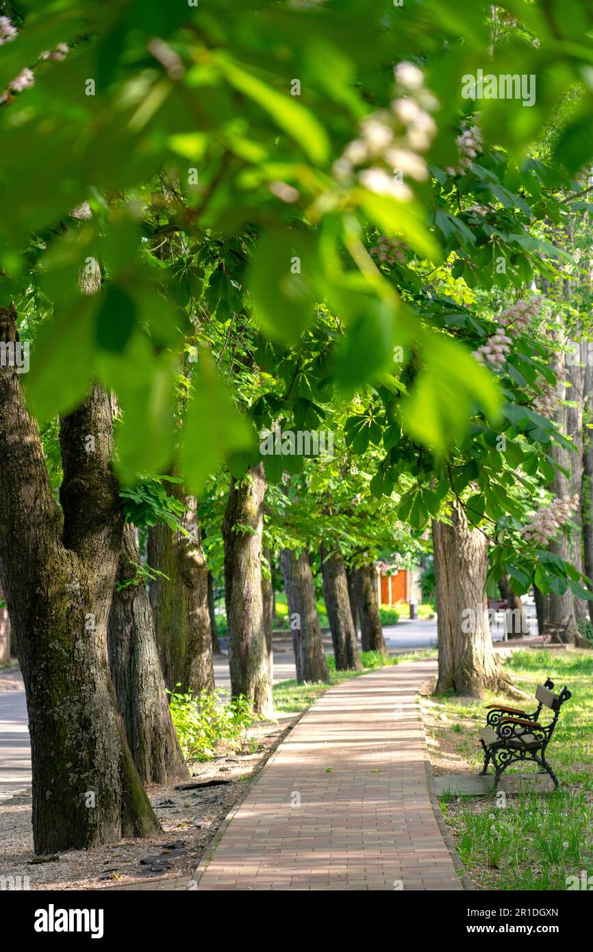 De beaux châtaigniers fleuris dans un parc nichent au lac Balaton Hongrie . Banque D'Images