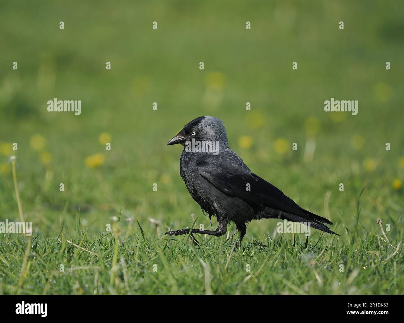 Jackdaw, se nourrissant dans les terres agricoles où il prend des invertébrés. Banque D'Images