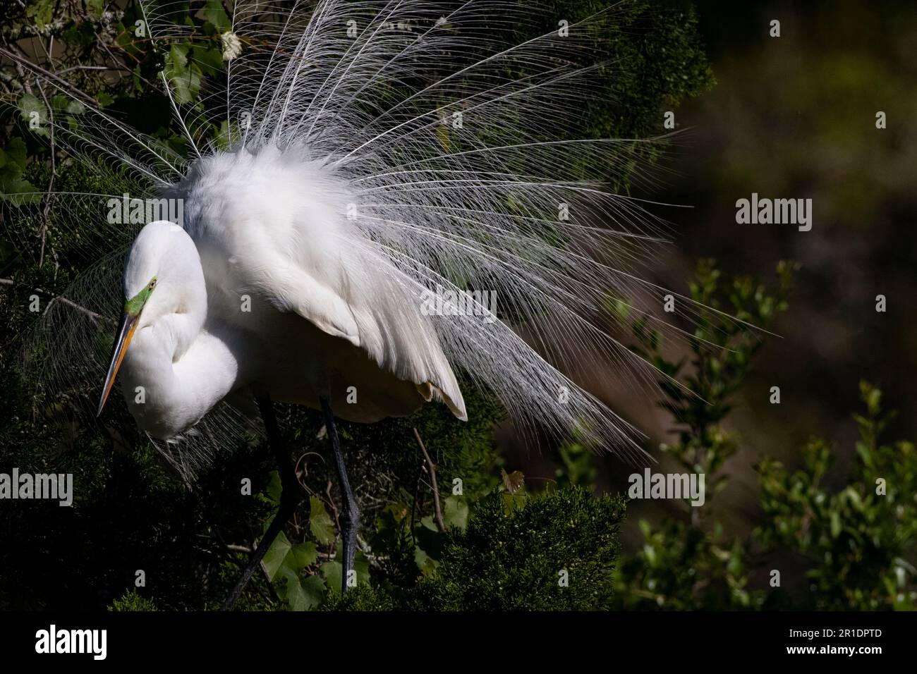 Le plumage des courgans est exposé par Great Egret à St. Augustine, Floride, dans la rookerie indigène Banque D'Images