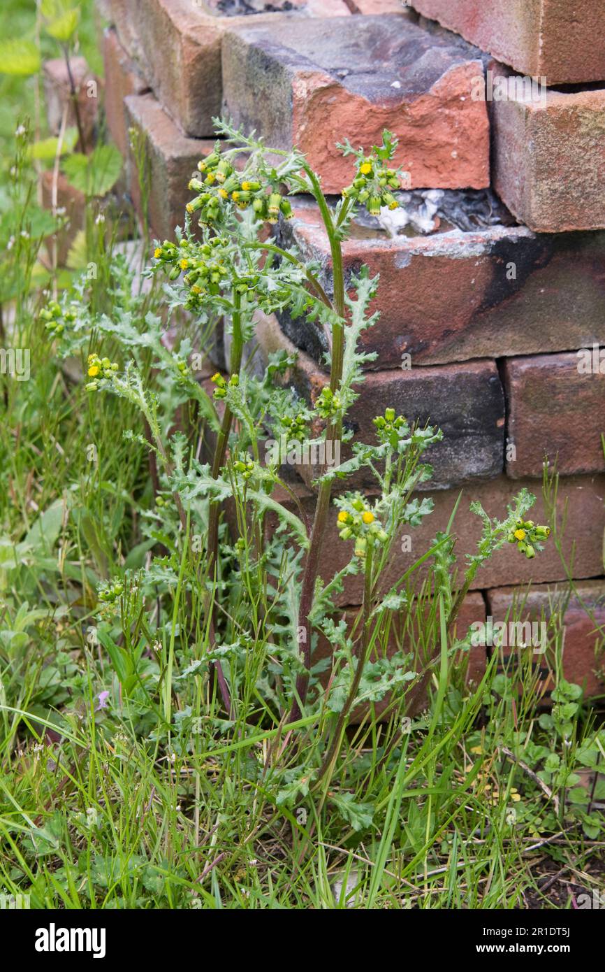 Plante herbacée annuelle à fleurs de l'arachide (Senecio vulgaris) sur les déchets en face de vieilles briques, Berkshire, mai Banque D'Images
