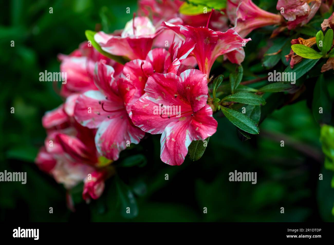 la fleur d'azalée rouge et blanche se rapproche de la faible profondeur de champ Banque D'Images la fleur d'azalée rouge et blanche se rapproche de la faible profondeur de champ Banque D'Images