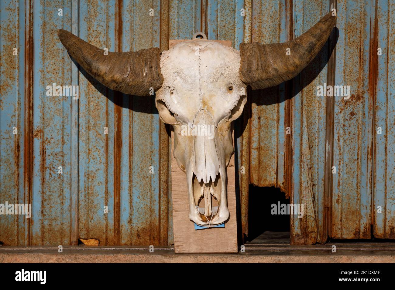Crâne de Buffalo avec de grandes cornes. Arrière-plan de volet métallique bleu rouille Banque D'Images