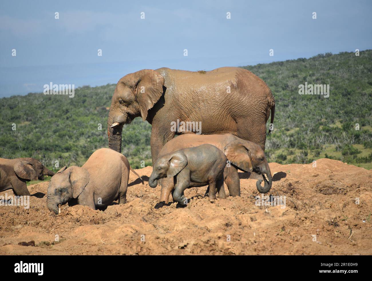 Gros plan de quatre jeunes éléphants d'Afrique sauvages, de toutes tailles, s'amuser dans un bain de boue tandis que le matriarche de troupeau se tient dessus et les protège. Banque D'Images