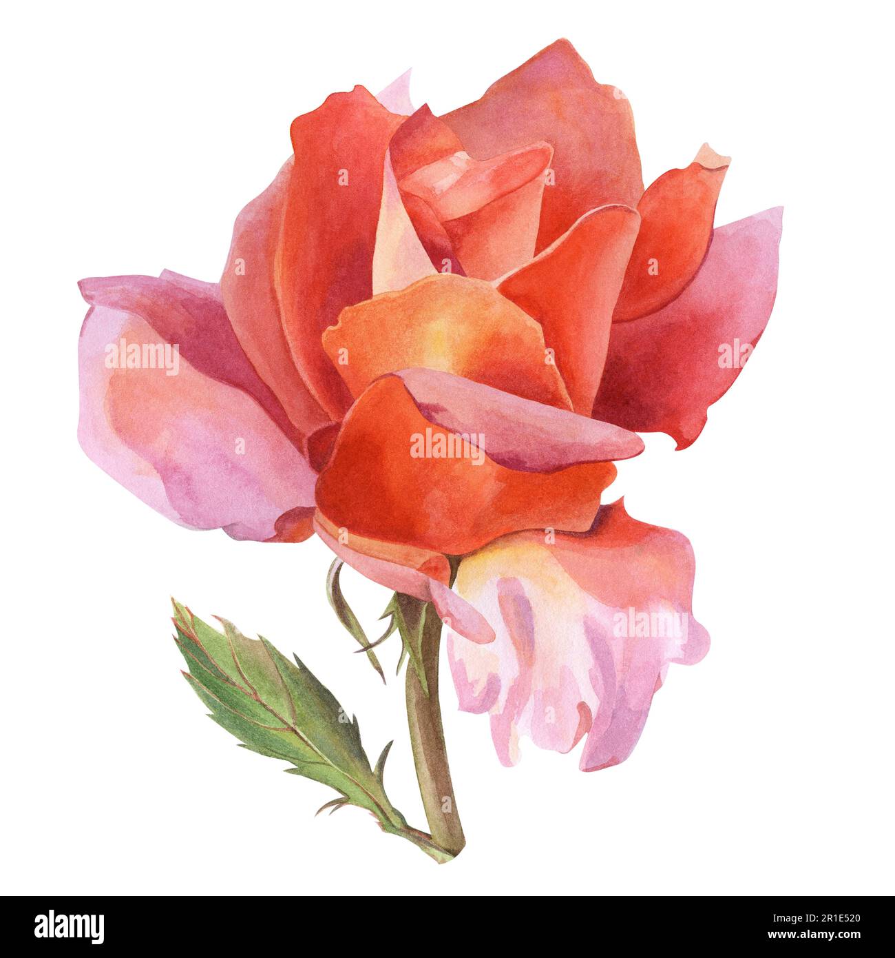 Une fleur rose avec des pétales orange-rose sur une branche avec une feuille. Illustration aquarelle, dessinée à la main. Pour la conception d'invitations de mariage, cartes postales, etheetheets Banque D'Images