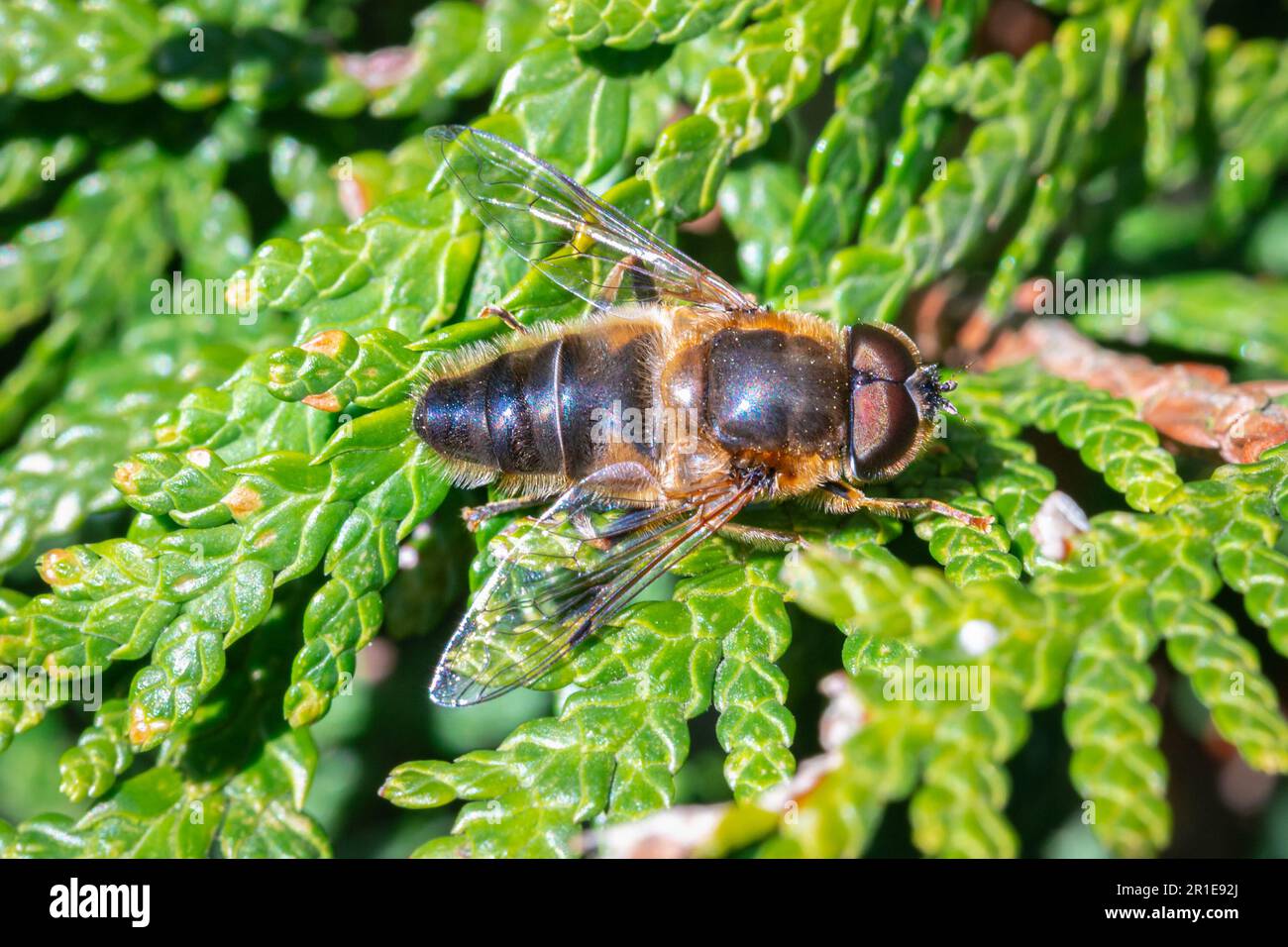 Image détaillée d'une abeille assise sur les aiguilles vertes squameuses d'une Thuja (cèdre blanc) Banque D'Images