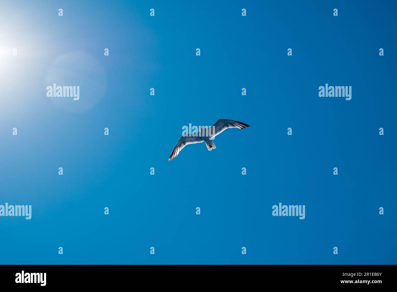 Mouette volant dans un ciel bleu en Sardaigne, au port d'Olbia, synonyme de liberté de vie et de bonheur de vivre Banque D'Images