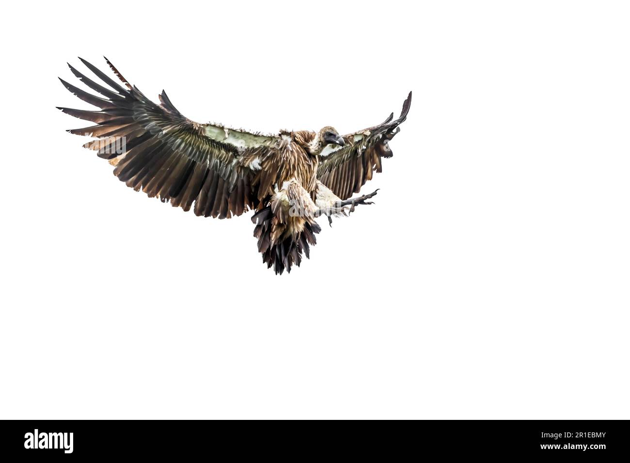 Vulture à dos blanc isolée en vol sur fond blanc dans le parc national Kruger, Afrique du Sud ; famille de spécimens Gyps africanus d'Accipitridae Banque D'Images