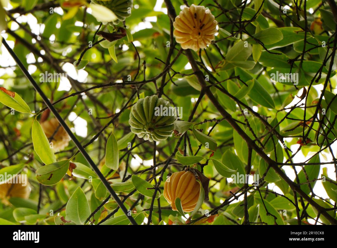 Garcinia gummi-gutta est une espèce tropicale de Garcinia indigène au Sud-est Asia.names incluent Garcinia cambogia, ainsi que la baie de brindle, et Malabar Banque D'Images