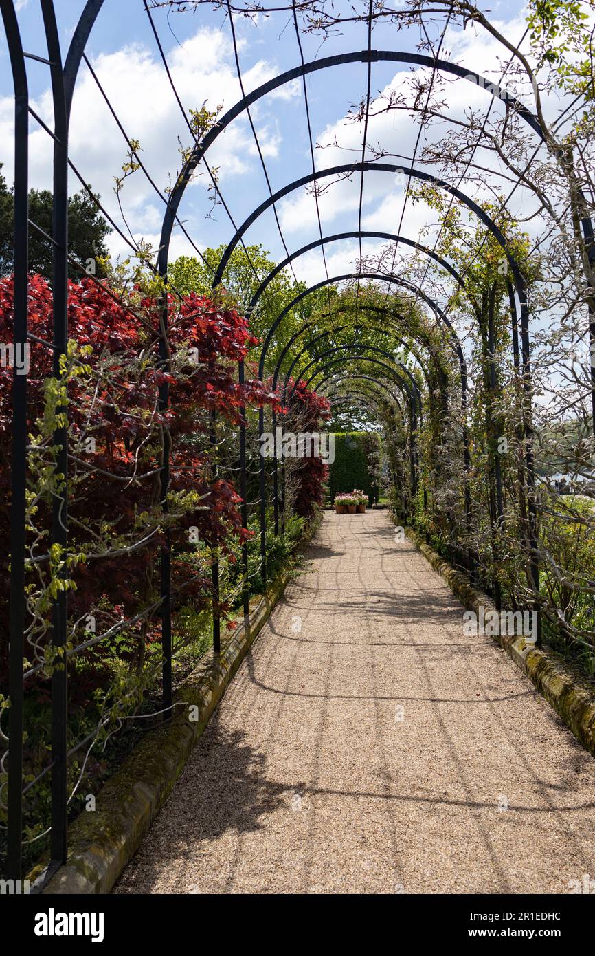 La promenade de Trellis avec plusieurs variétés de glycine croissant, dans les jardins historiques sur le domaine de Trentham, Stoke-on-Trent, Staffordshire Royaume-Uni. Banque D'Images