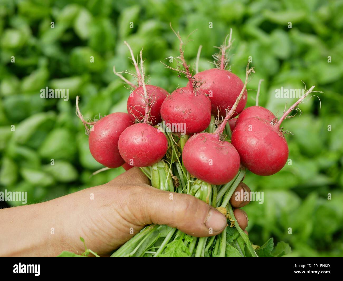 Récolte de radis frais main de légumes sur le marché boutique Raphanus raphanistrum caisse germe pousse bio paysan terrain agricole ferme ecolog Banque D'Images