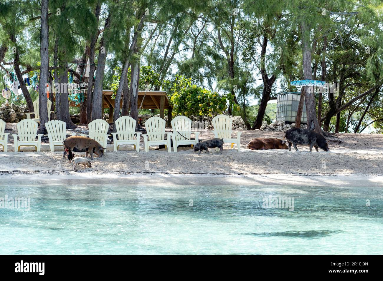 île aux cochons Banque de photographies et d’images à haute résolution