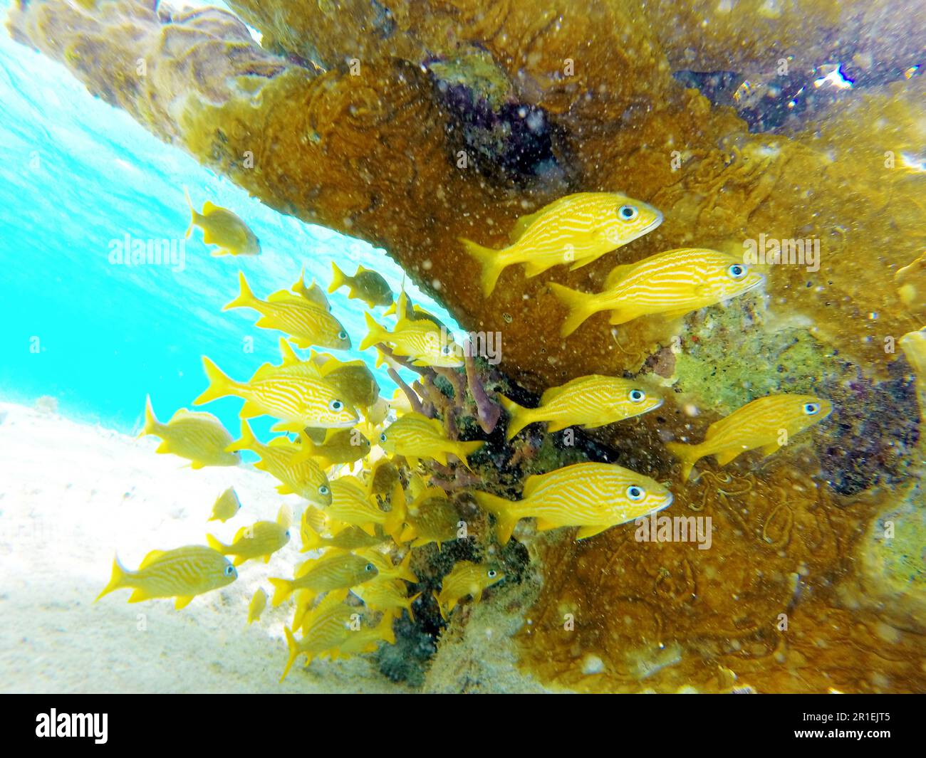 Vie sous-marine, image colorée montrant un groupe de poissons jaunes nageant près d'un récif de corail très coloré, eau turquoise en arrière-plan Banque D'Images