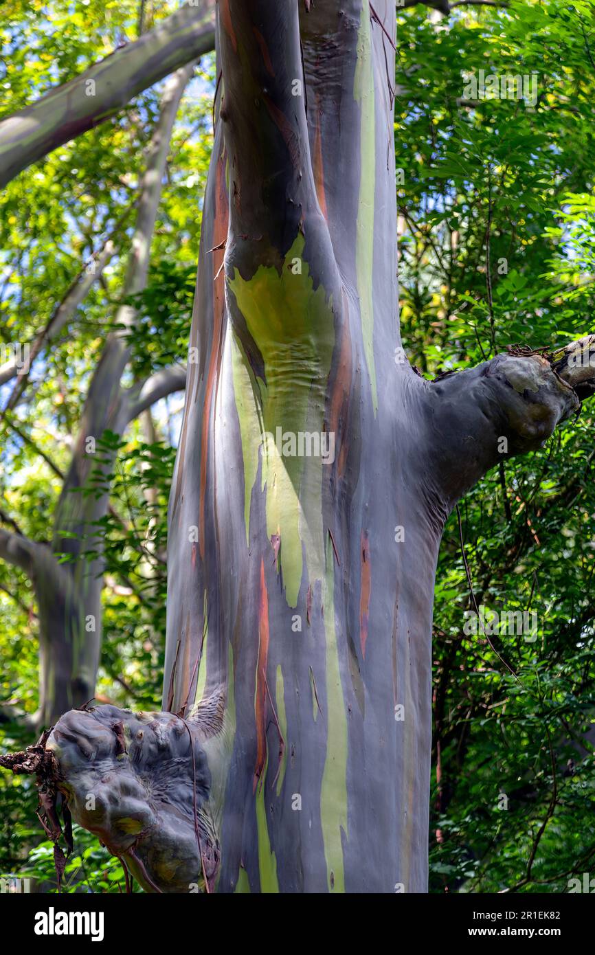 Tronc d'arbre d'un arbre de Gum arc-en-ciel d'eucalyptus présentant les couleurs uniques de l'écorce. Hawaï. Banque D'Images