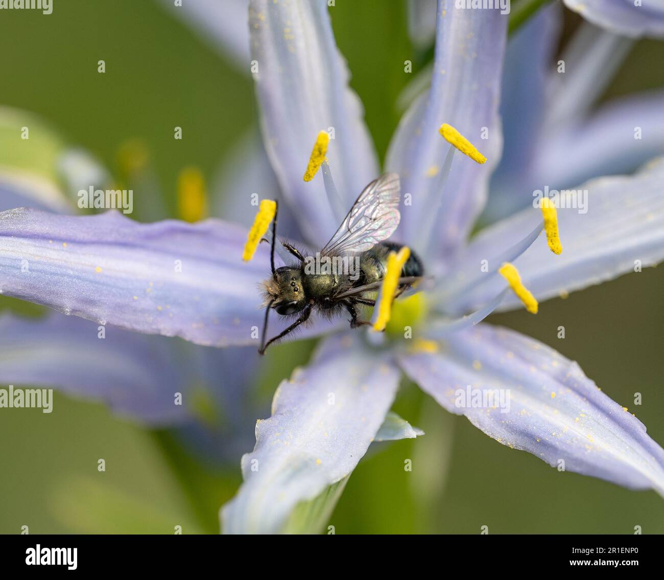 Abeille Mason pollinisant une fleur bleue de camas (Osmia lignaria) Banque D'Images