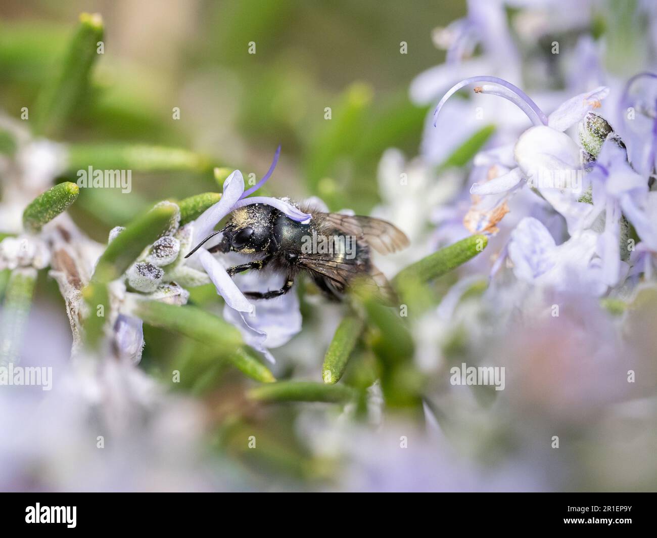 Mason Bee pollinisant une fleur de romarin (Osmia Lignaria on Salvia rosmarinus) Banque D'Images