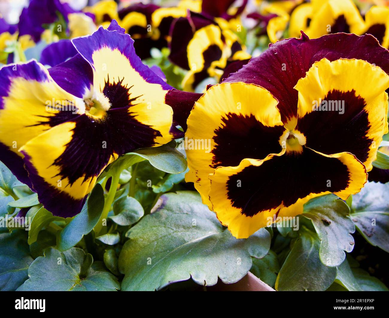 Gros plan de fleurs de pansy colorées à vendre au printemps. Banque D'Images