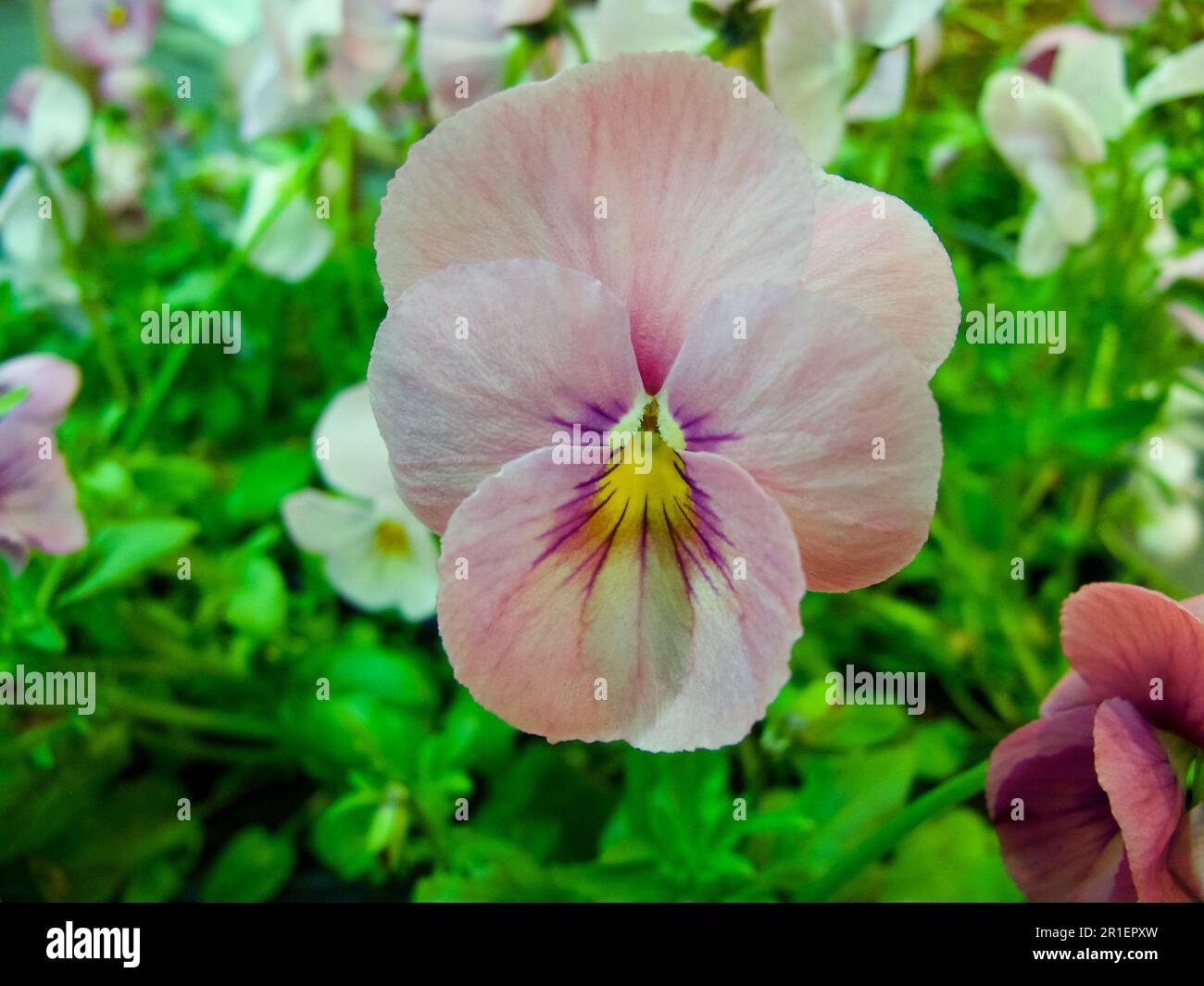 Gros plan de fleur de pansy rose en fleurs au printemps. Banque D'Images