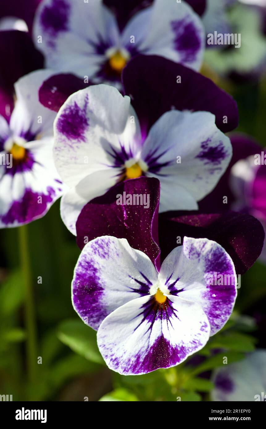 Groupe de petites violettes fleuries en violet et blanc dans le jardin au printemps en Suède. Banque D'Images