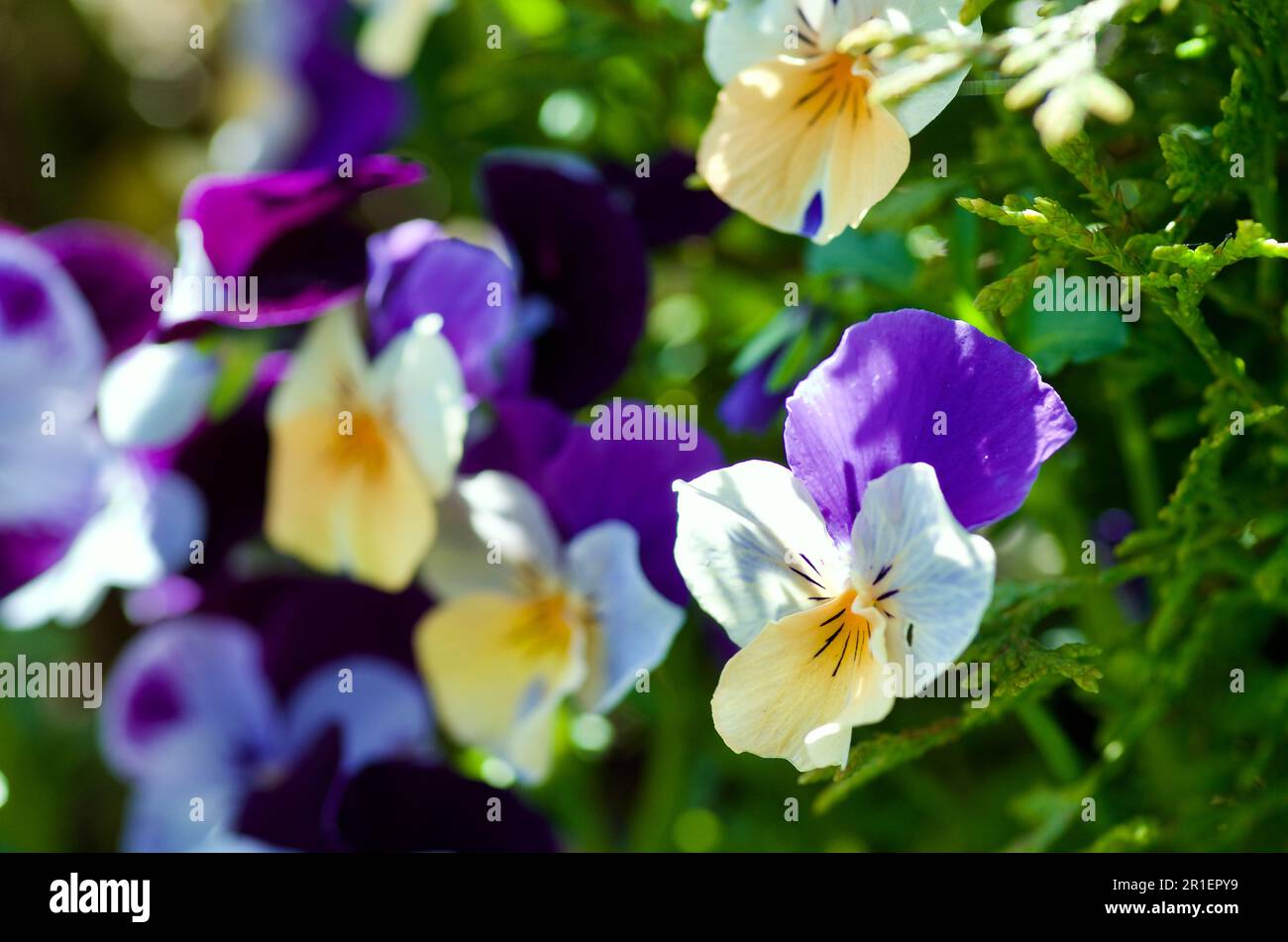 Groupe de petites violettes fleuries en bleu et blanc dans le jardin au printemps en Suède. Banque D'Images