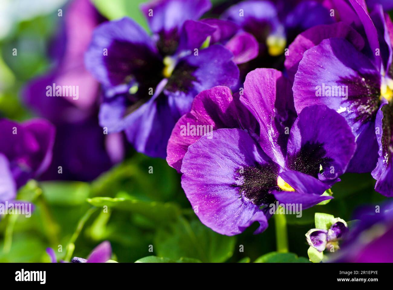 Gros plan de fleurs de pansy bleu et violet dans un lit de fleurs au printemps. Banque D'Images