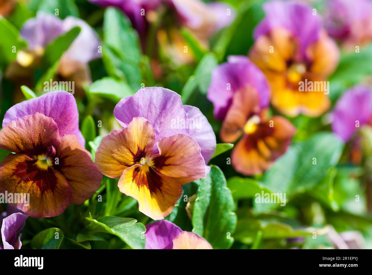 Gros plan de fleurs de pansy multicolores dans un lit de fleurs au printemps. Banque D'Images