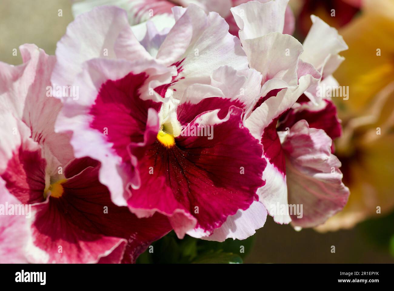 Gros plan de fleurs de pansy roses et violettes dans un lit de fleurs au printemps. Banque D'Images