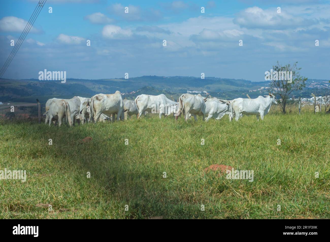 Troupeau de bétail paître sur le pâturage sur la ferme brésilienne par un jour ensoleillé, vu de derrière une grille. Banque D'Images