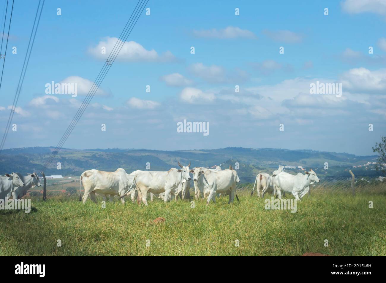 Troupeau de bétail paître sur le pâturage sur la ferme brésilienne par un jour ensoleillé, vu de derrière une grille. Banque D'Images