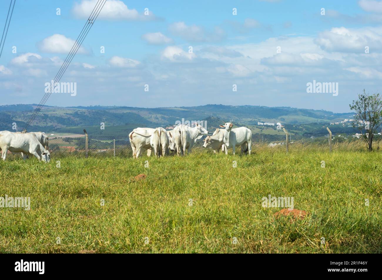 Troupeau de bétail paître sur le pâturage sur la ferme brésilienne par un jour ensoleillé, vu de derrière une grille. Banque D'Images