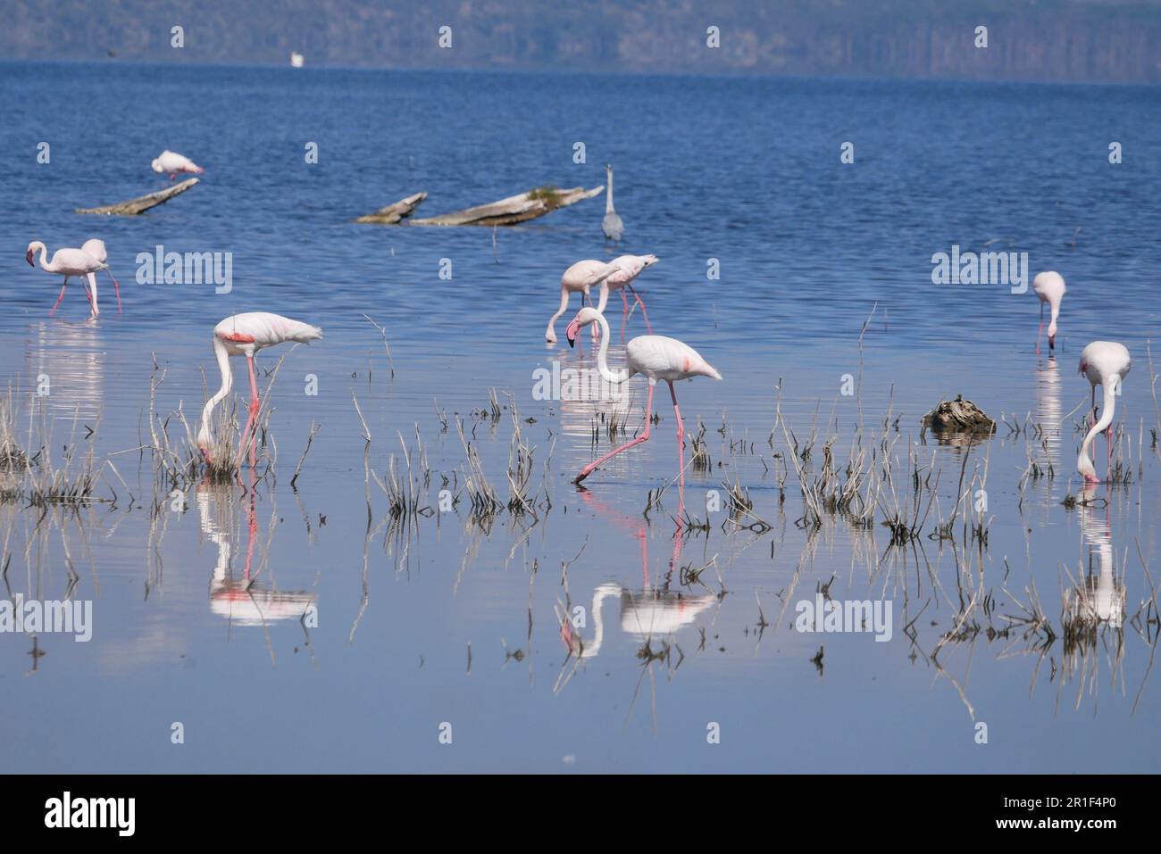 Des flamants blancs se reflètent dans les eaux du lac Nakuru Banque D'Images