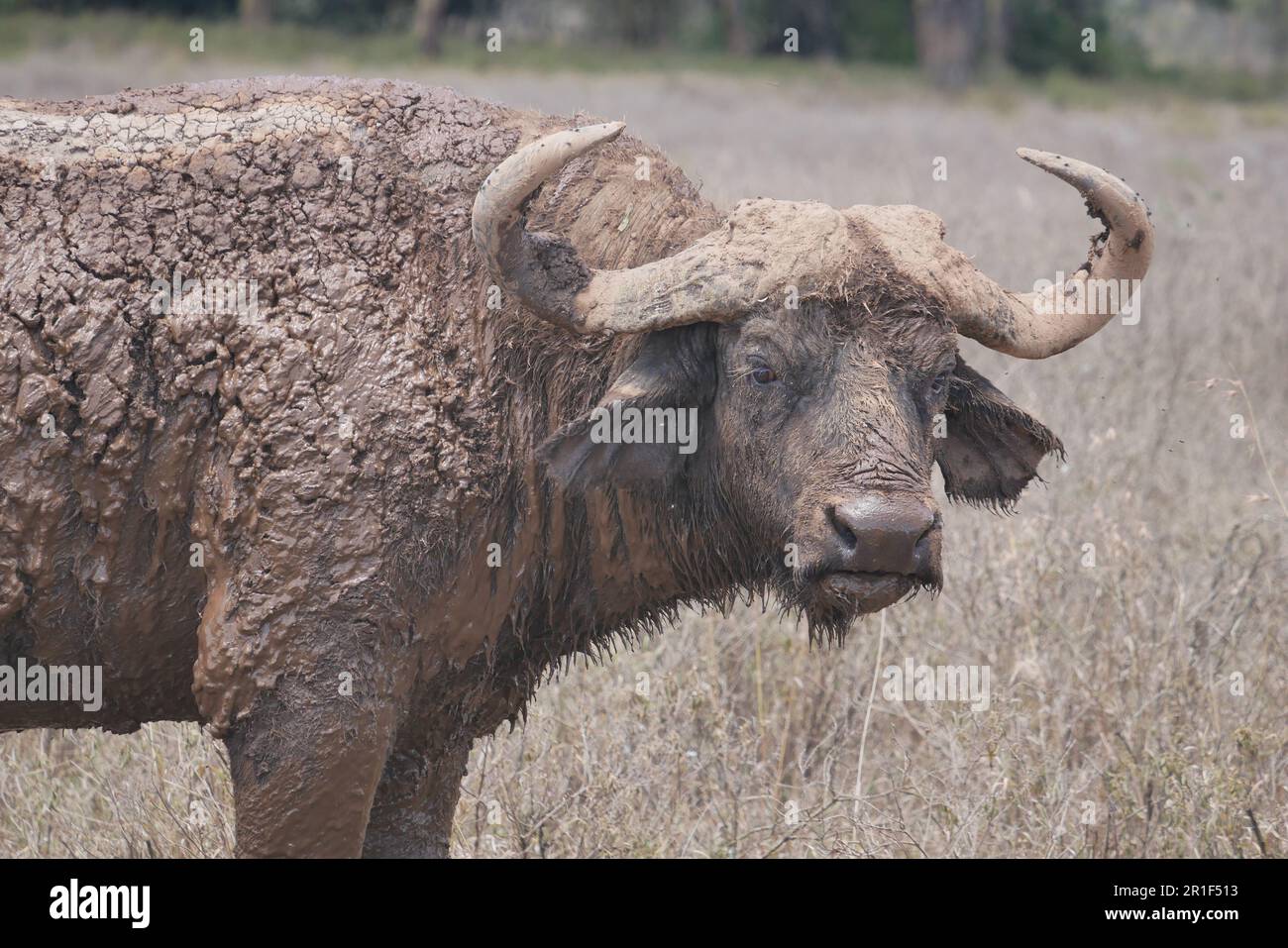 Buffalo couché dans la boue tourne pour faire face à la caméra Banque D'Images