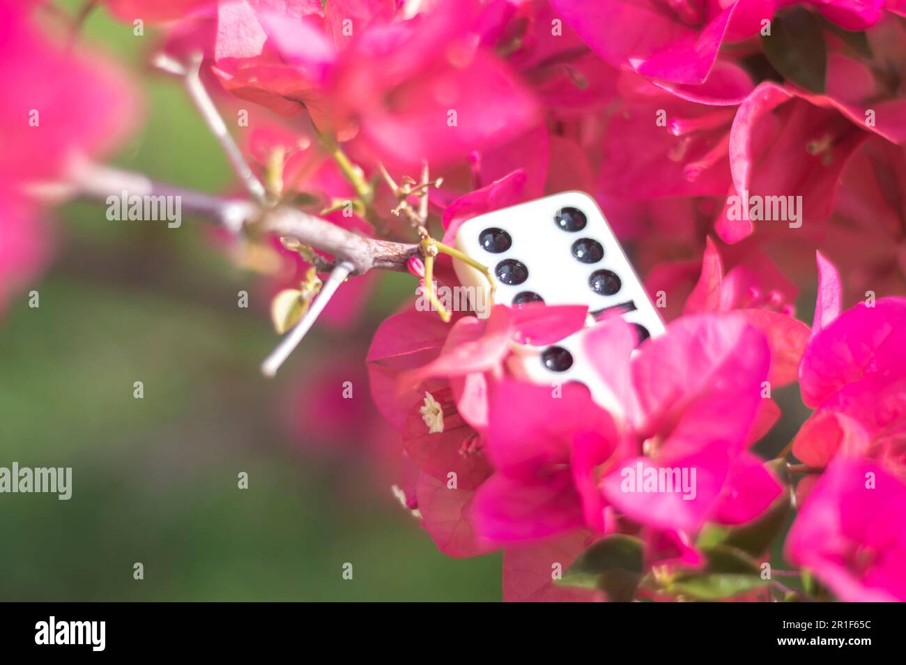 Pièce de Domino avec des fleurs en arrière-plan sur une journée ensoleillée, concept abstrait. Banque D'Images