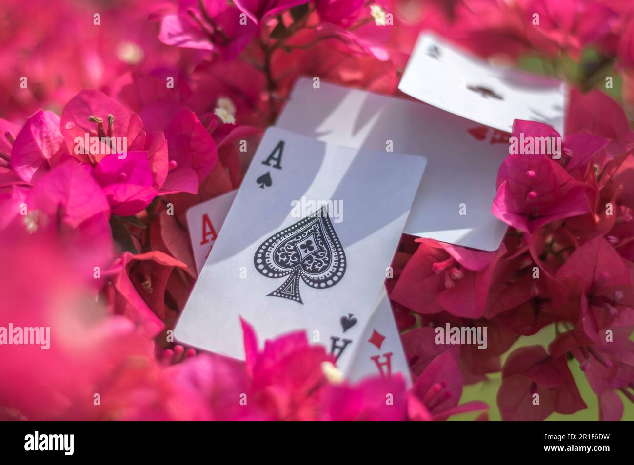ACE de clubs, d'or, de tasses, de bâtons et de coeurs, avec des fleurs en arrière-plan, concept abstrait. Banque D'Images
