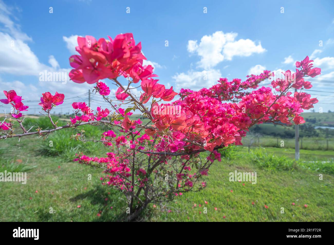 Microarbre plein de fleurs rougeâtres avec la végétation en arrière-plan sur un jour ensoleillé, concept de printemps et floriculture. Banque D'Images