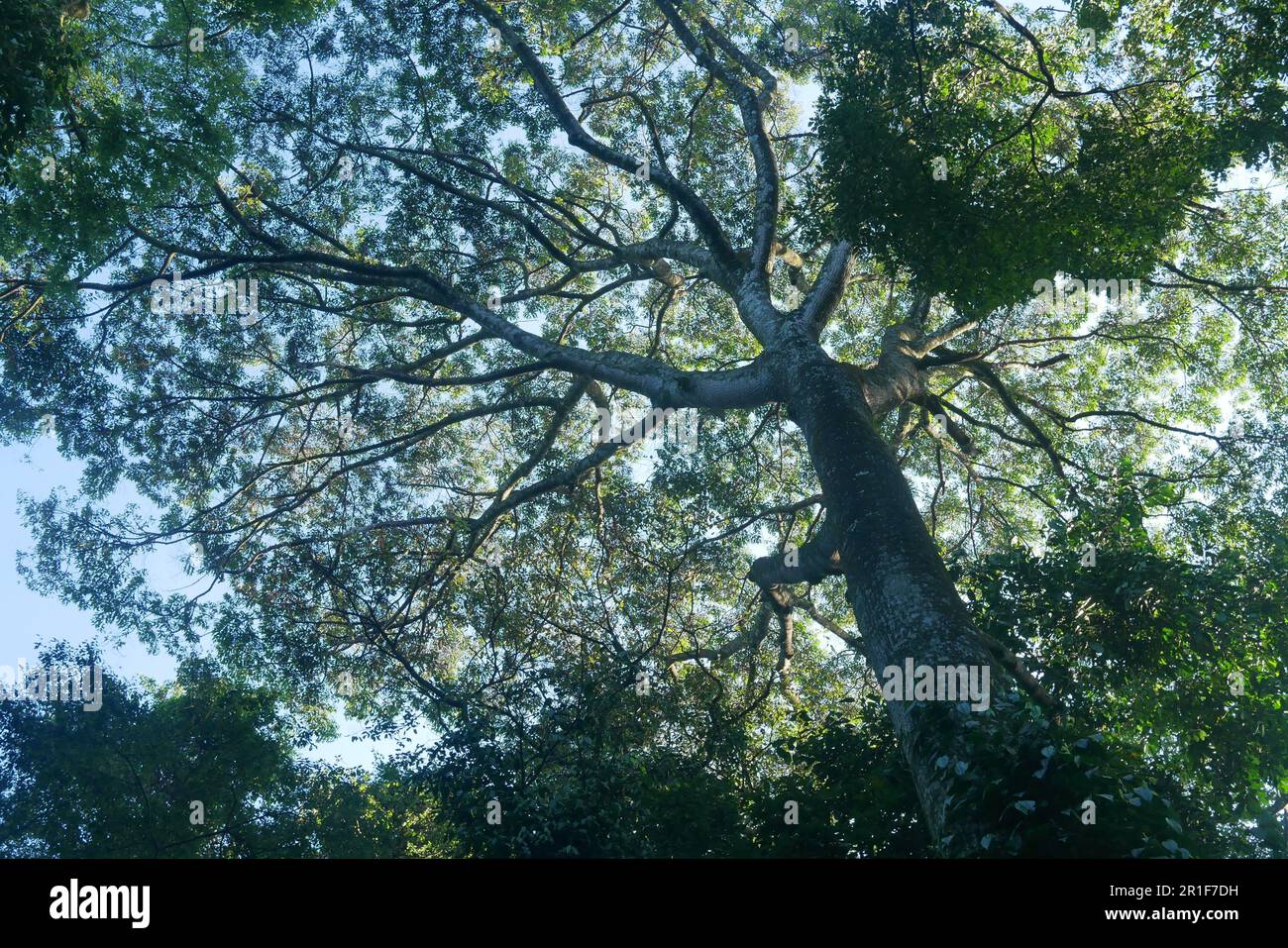 Vue à angle bas donnant sur la canopée de la forêt de Kakamega Banque D'Images