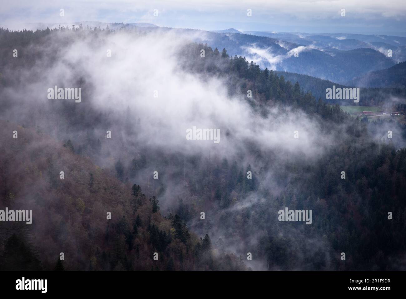 Un ciel sombre et nuageux avec une rangée d'arbres silhouettés et une brume brumeuse qui se baladent Banque D'Images