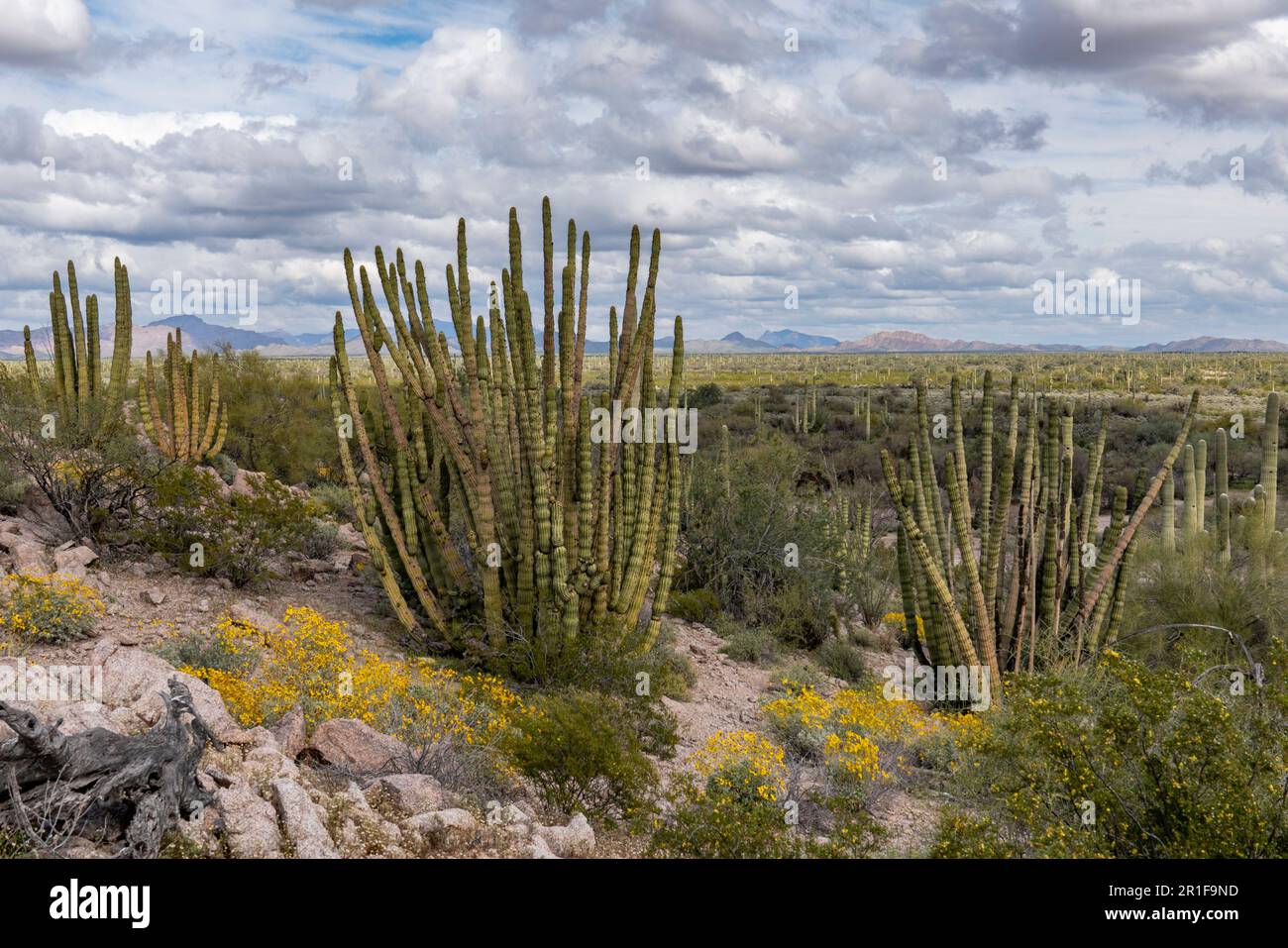 Vue sur le désert avec cactus à orgue dans Organ Pipe Cactus National Monument Banque D'Images