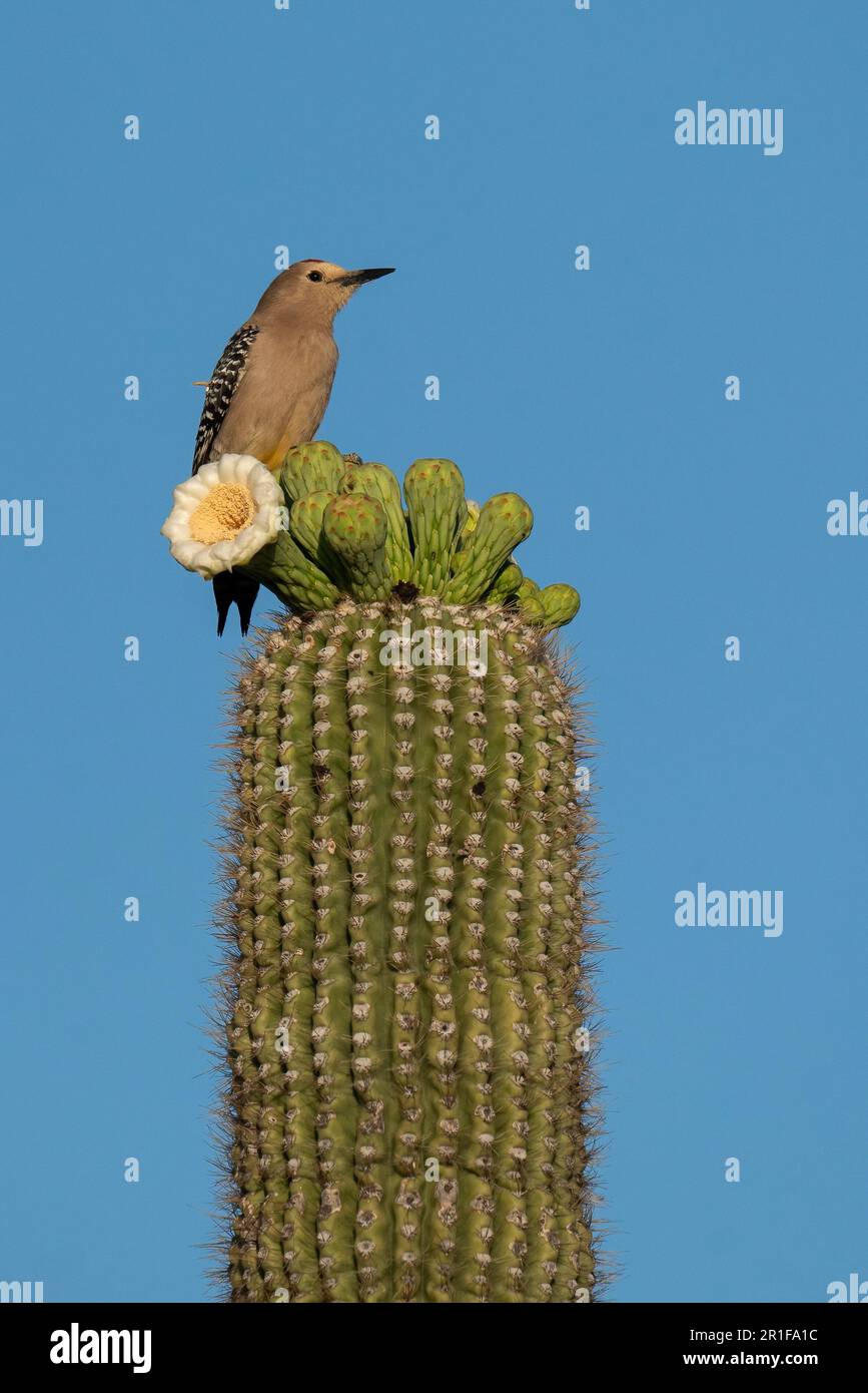Gila Woodpecker sur un cactus Saguaro avec une fleur et de nombreux bourgeons Banque D'Images